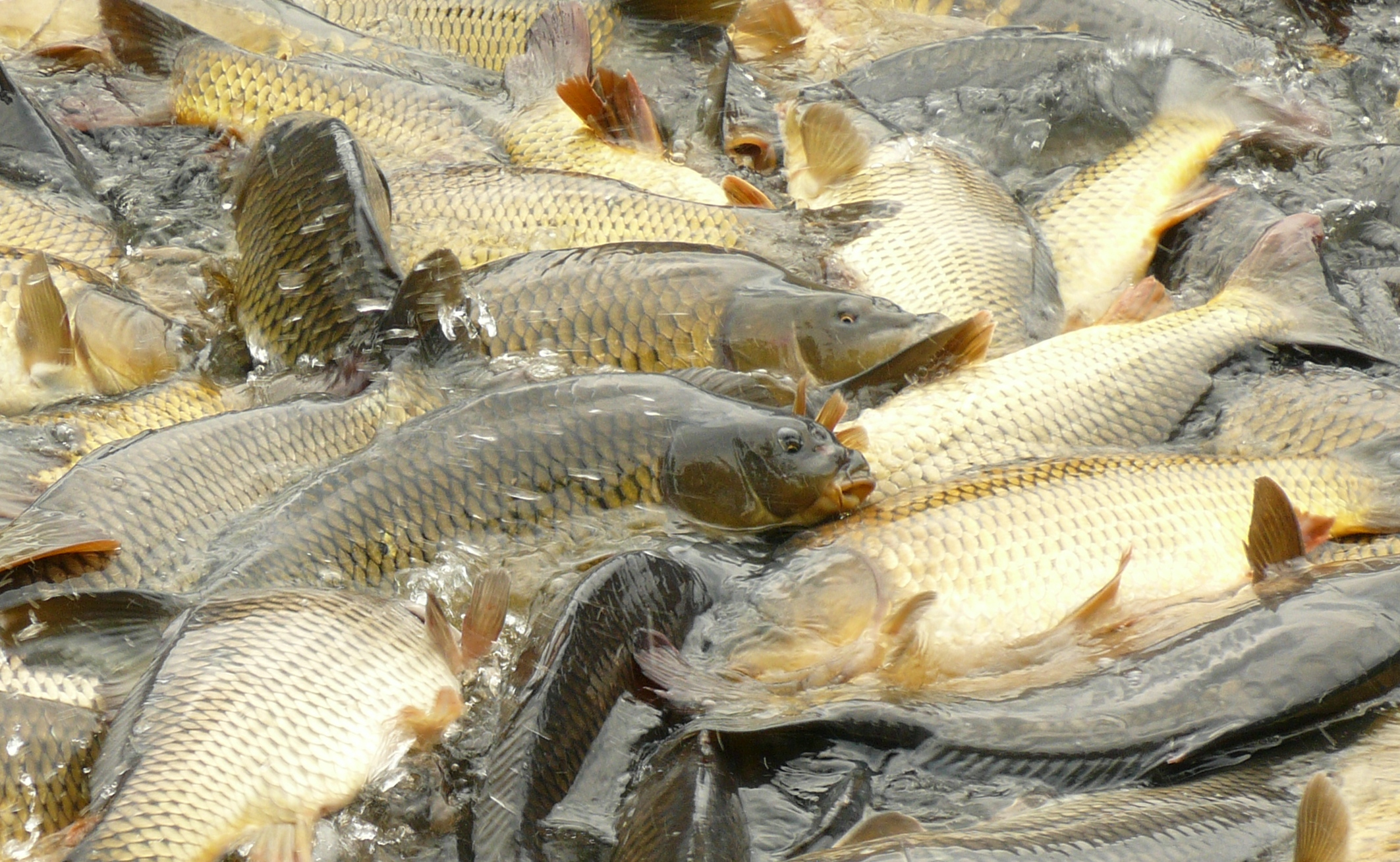 Podzimní  příjem  žádostí  z  OP  Rybářství  2014 –2020 proběhne v říjnu tohoto roku